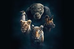 Dynasties Livestream Launch